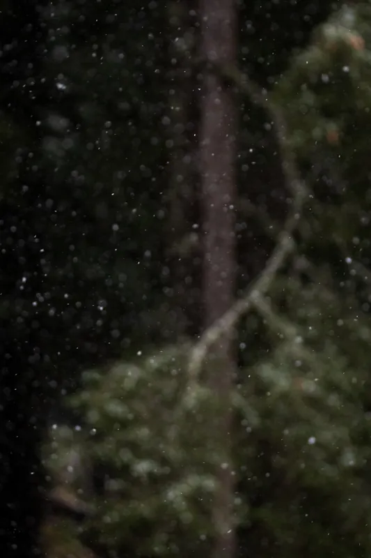 Snowfall, pine wood, I. 2020.